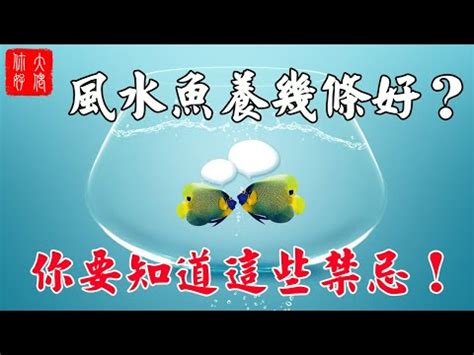 養魚數量吉數|養魚秘訣：數量是關鍵